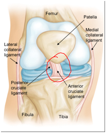 Knee Injury